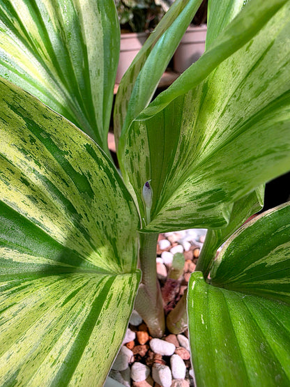 Kaempferia pulchra variegated 七彩孔雀姜錦