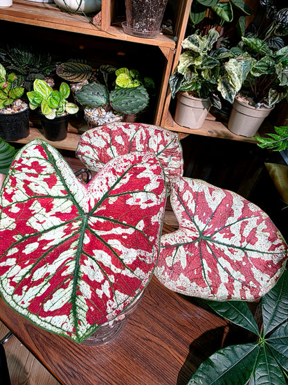 Caladium Bloody Mary