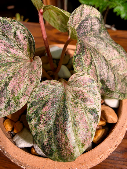 Piper sylvaticum pink variegated 粉錦水晶胡椒