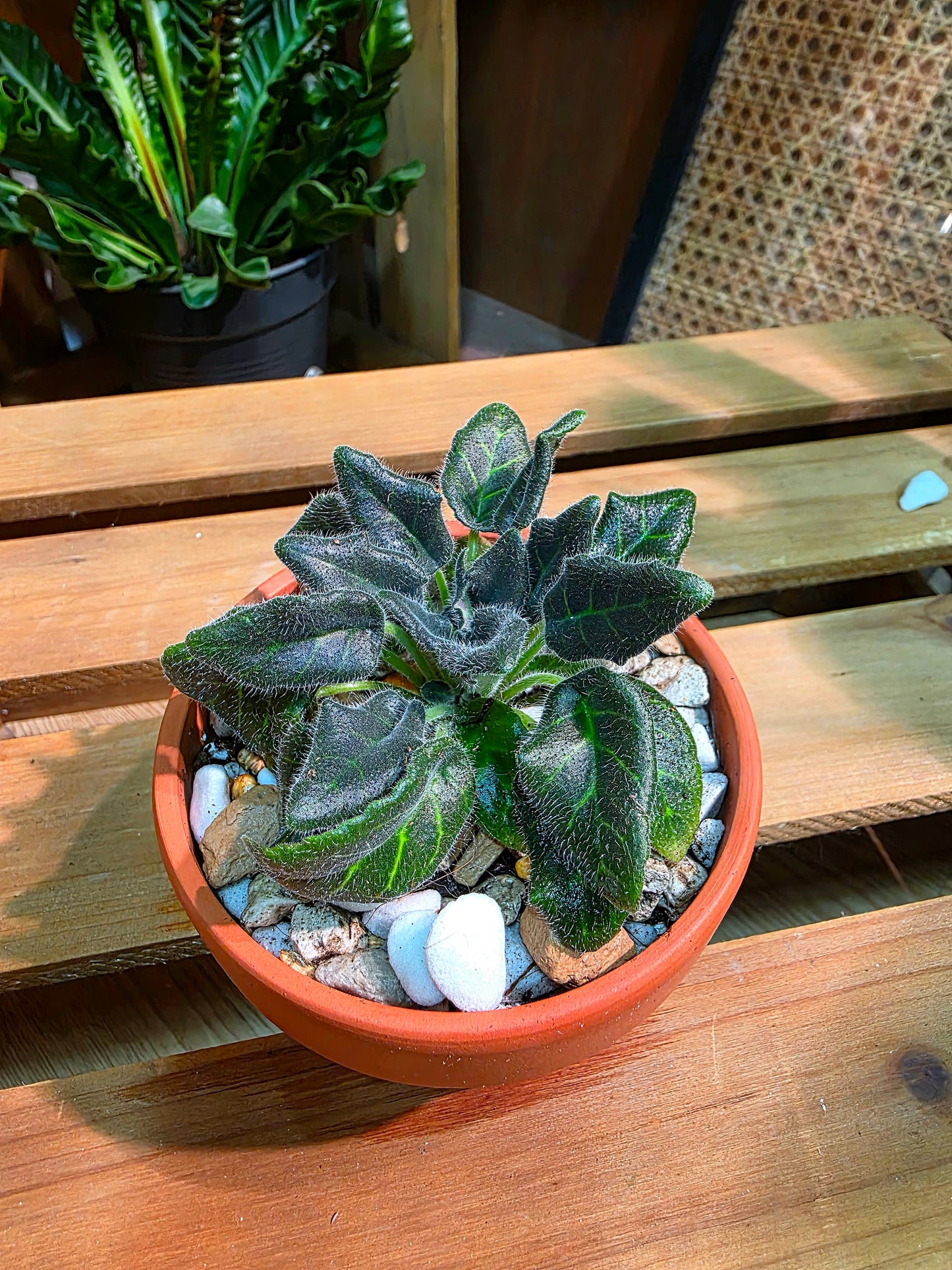 Metapetrocosmea peltata 海南盾葉報春