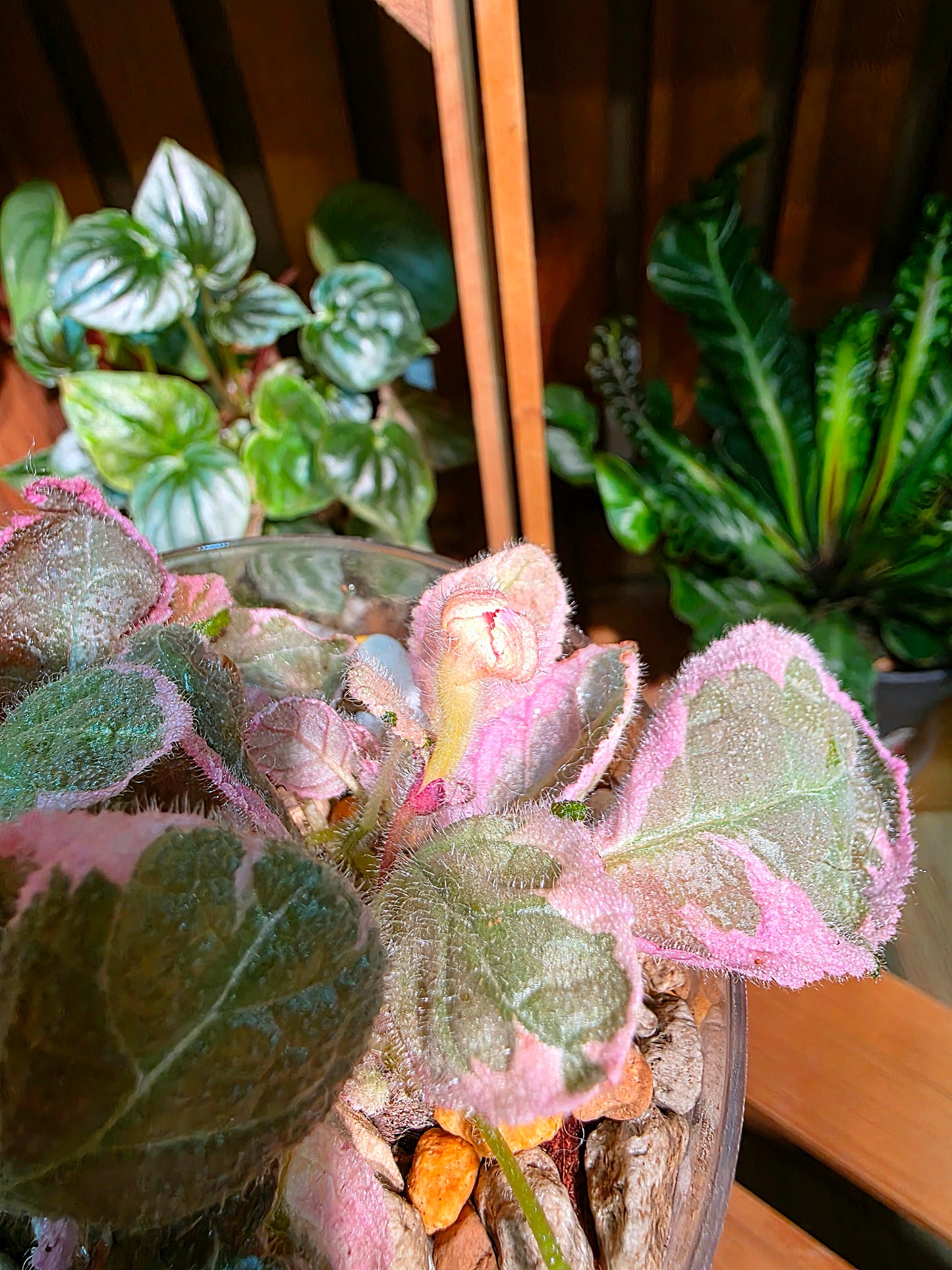 Episcia pink smoke 粉煙喜蔭花