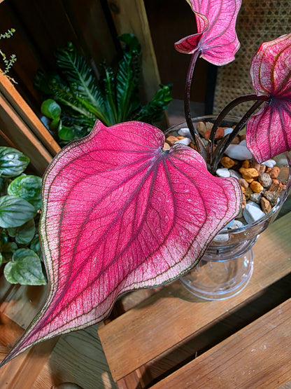 Caladium Thailand 泰國彩葉芋