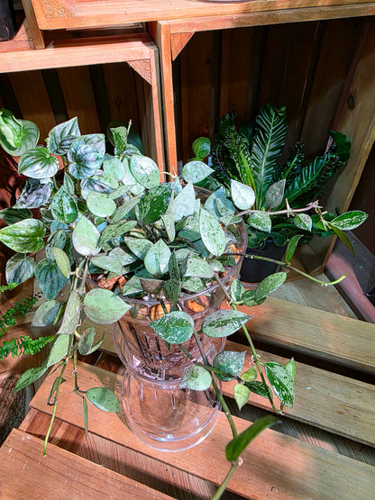 Hoya lacunosa silver