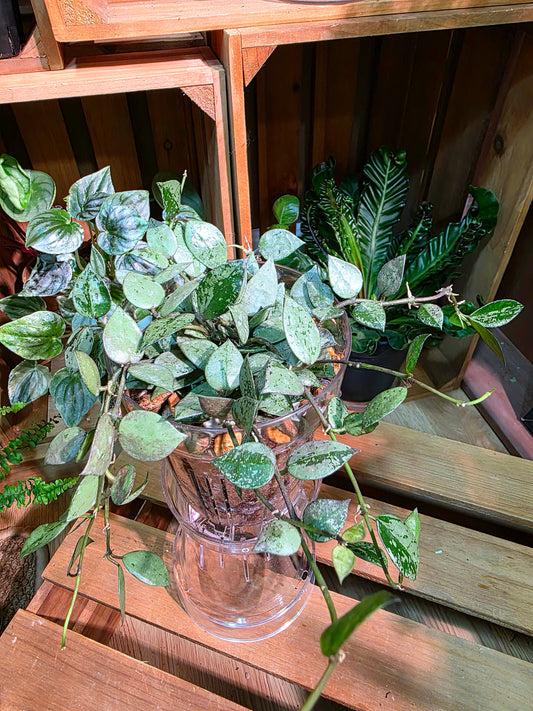 Hoya lacunosa silver