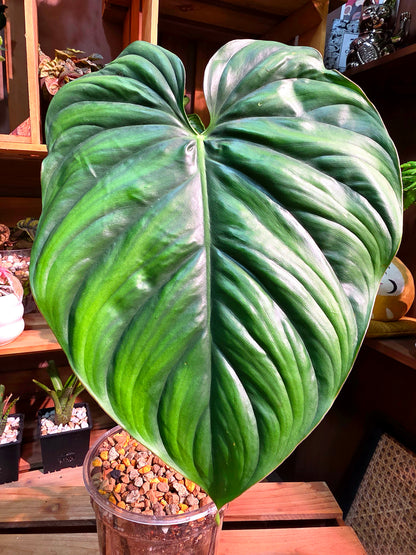 Philodendron sp Colombia 哥倫比亞蔓綠絨
