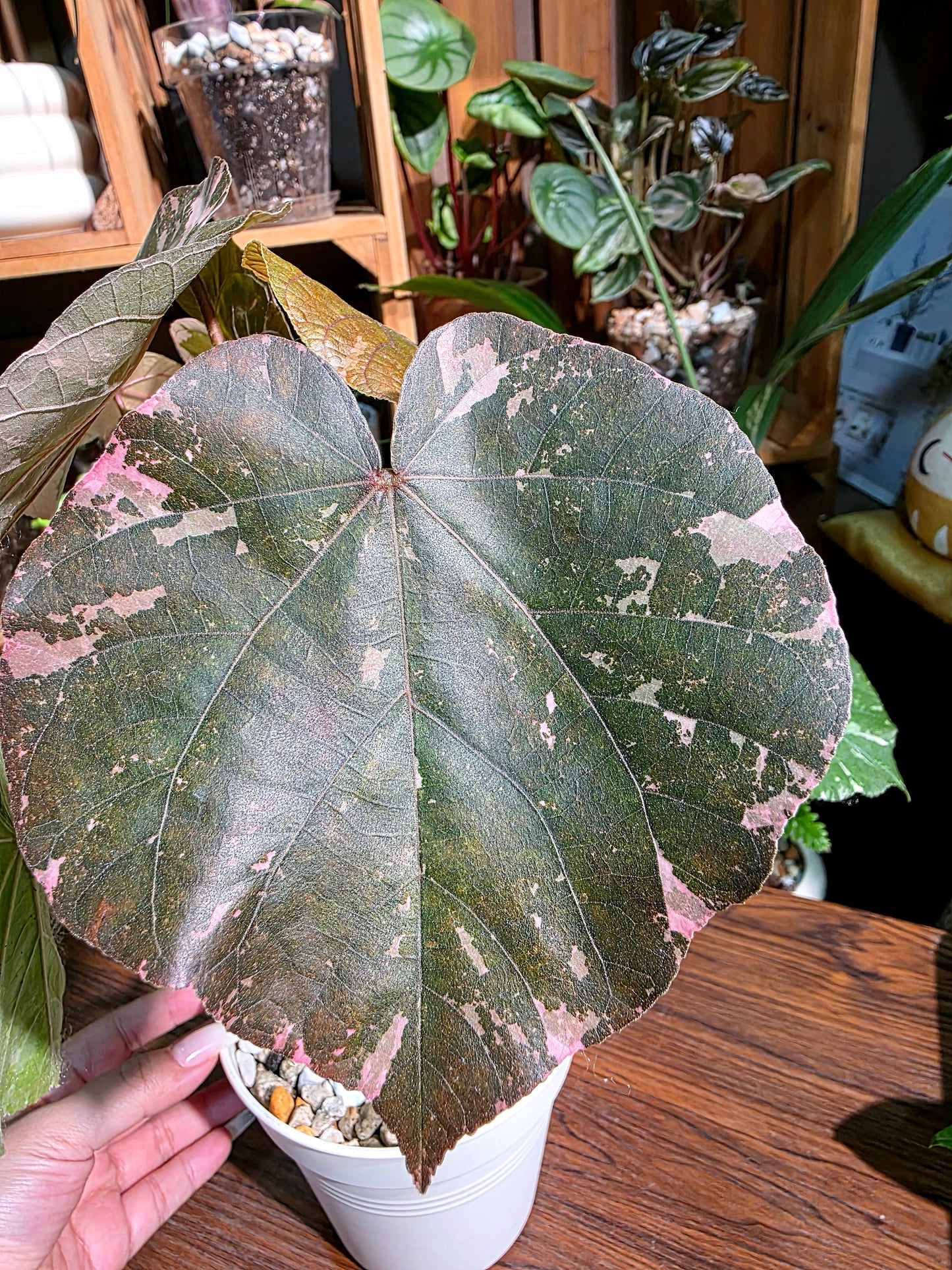 Hibiscus tiliaceus tricolor 花葉黃槿