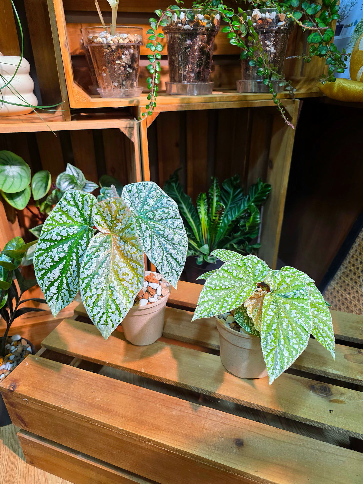 Begonia snow-capped variegated 'Mount Fuji'