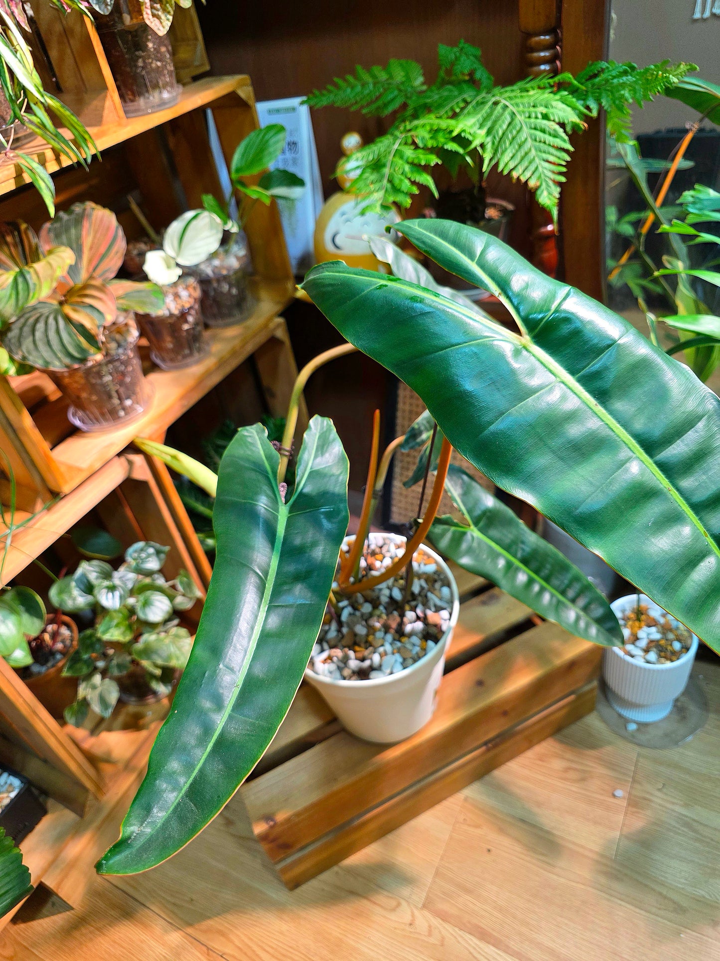 Philodendron billietiae