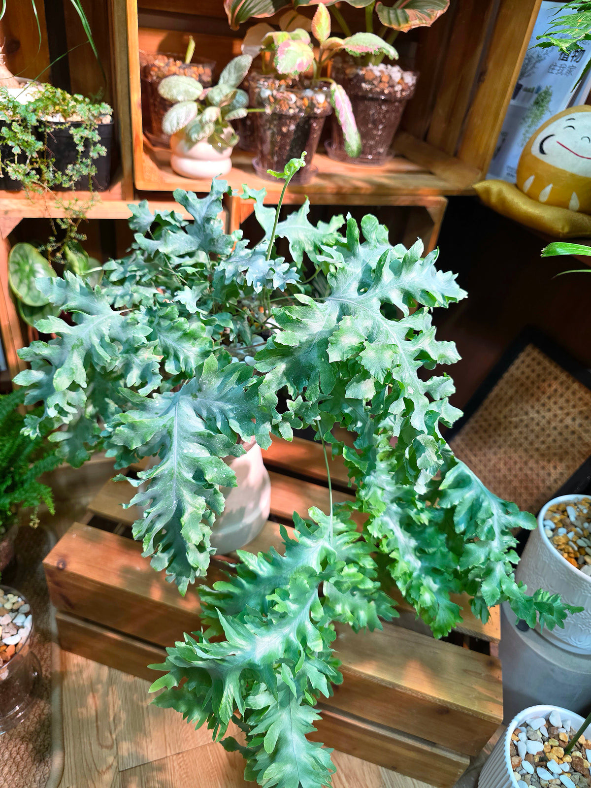 Phlebodium aureum 'Davana' Crested Blue Star Fern