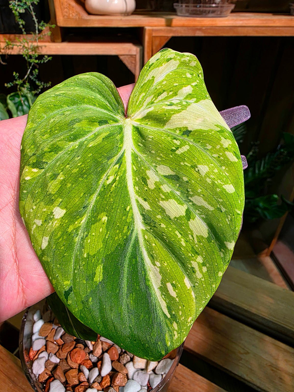 Philodendron gloriosum variegated