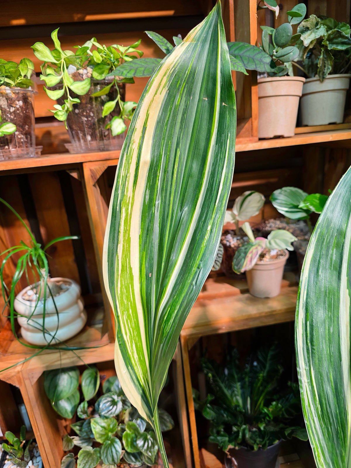 Aspidistra elatior variegated
