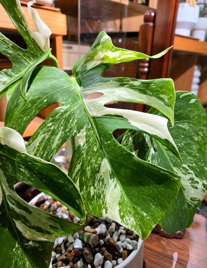 Monstera albo variegated 白斑龜背竹