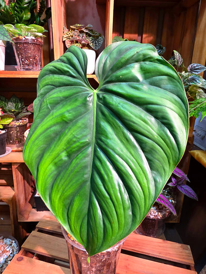Philodendron sp Colombia 哥倫比亞蔓綠絨