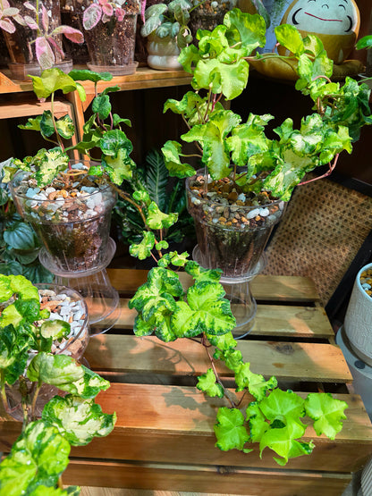 Hedera helix 'Moonlight'