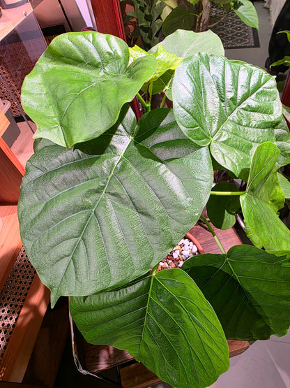 Ficus umbellata