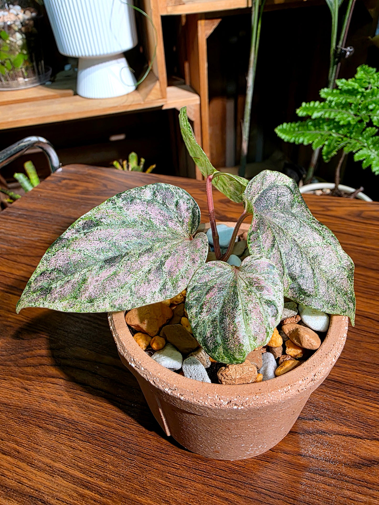 Piper sylvaticum pink variegated 粉錦水晶胡椒