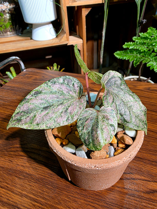 Piper sylvaticum pink variegated 粉錦水晶胡椒