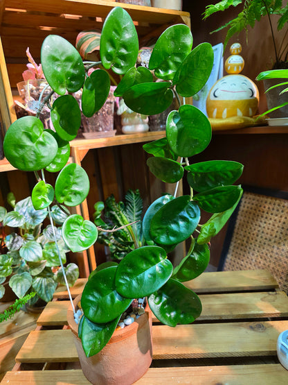 Hoya Carnosa Clinton 克林頓球蘭