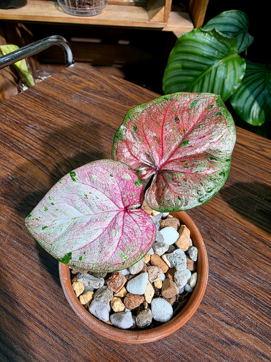 Caladium Thailand 泰國彩葉芋 - 心肝寶貝