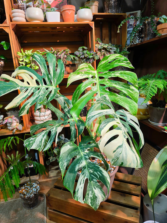 Monstera Albo Variegated