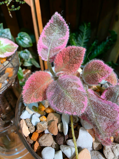 Episcia Pink Smoke