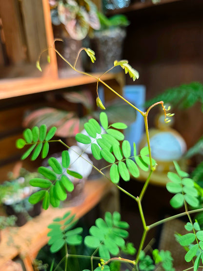 Libidibia ferrea 鐵架木