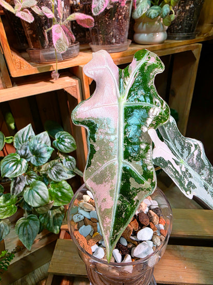 Alocasia nobilis pink variegated