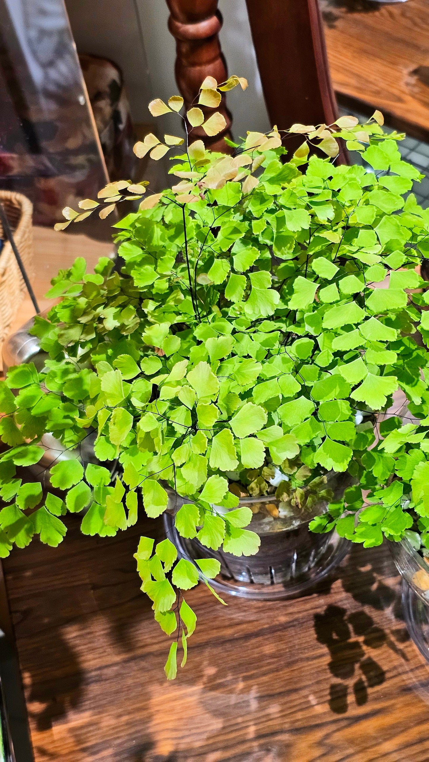 Adiantum raddianum brilliant else 柔情鐵線蕨