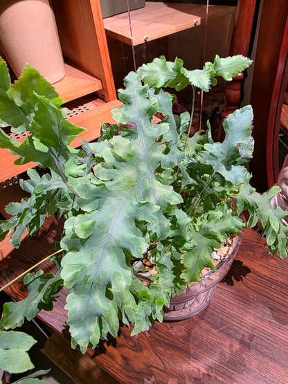 Phlebodium aureum davana 綴化藍星水龍骨
