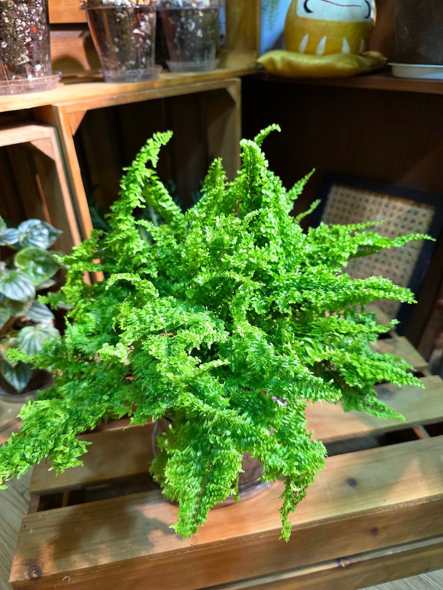Nephrolepis exaltata cotton candy 棉花糖蕨