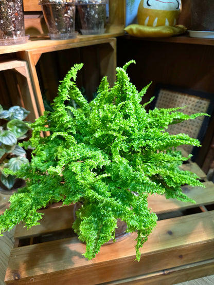 Nephrolepis exaltata cotton candy 棉花糖蕨