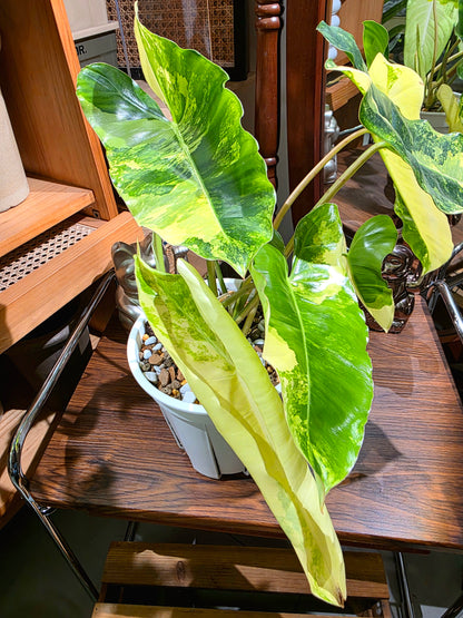 Philodendron burle marx variegated 斑葉獨角獸蔓綠絨