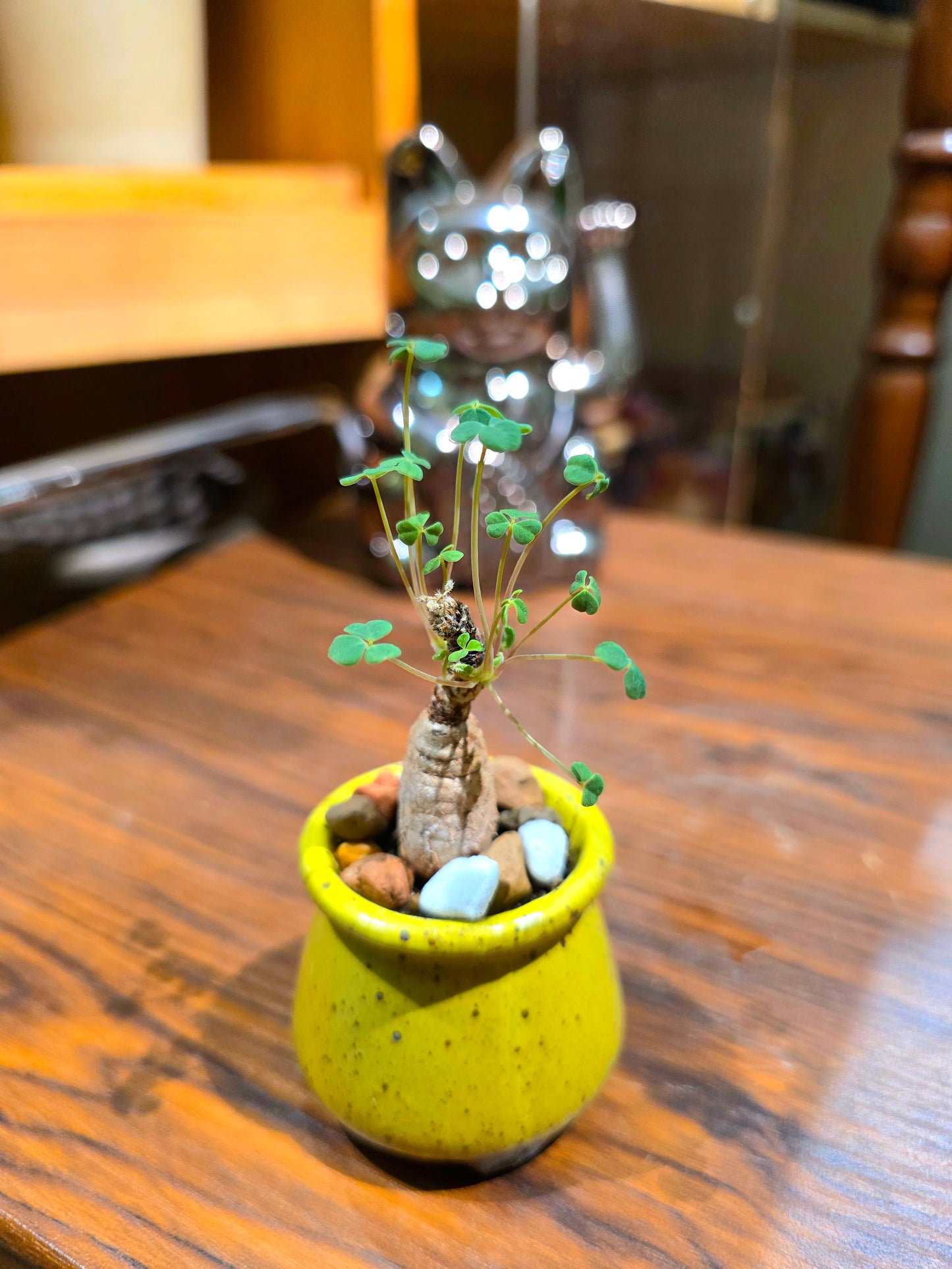 Oxalis articulata 塊根型酢漿草