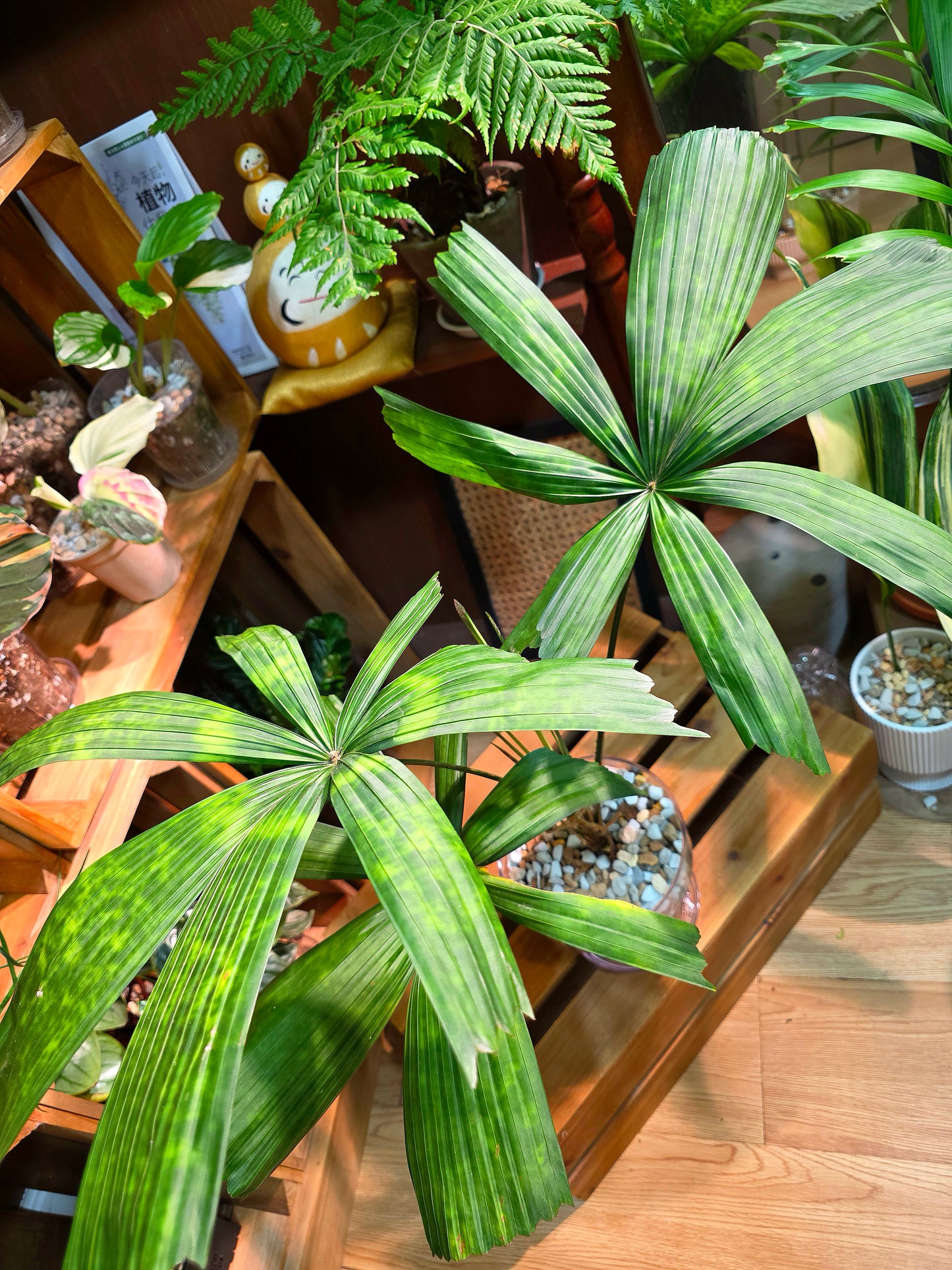 Licuala mattanensis Mapu 花斑刺棕櫚