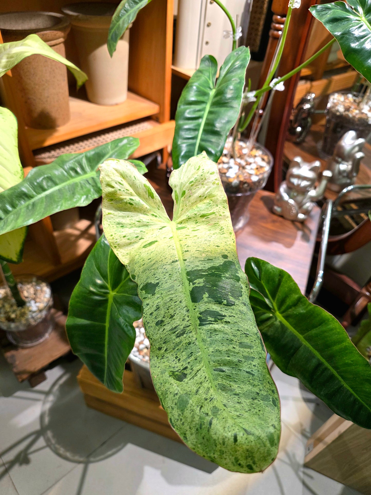 Philodendron Paraiso Verde 綠天堂蔓綠絨