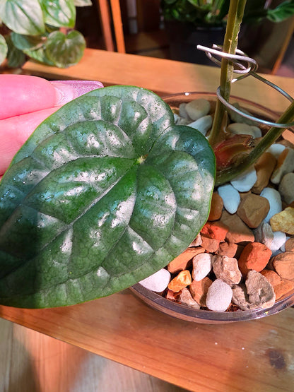 Anthurium luxurians platinum