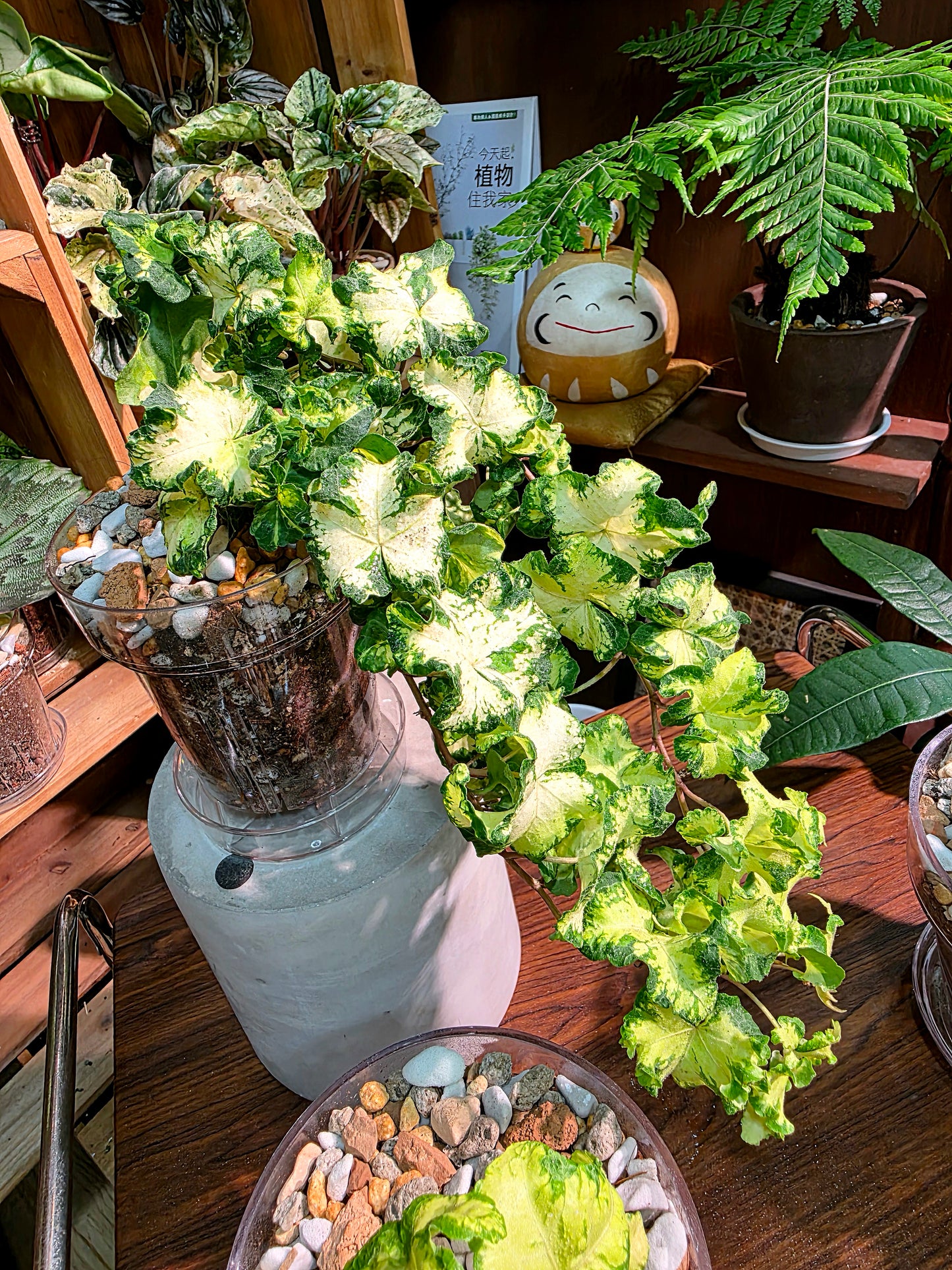 Hedera helix moonlight 雙株版月光燈常春藤