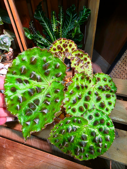 Begonia maculata variegated pink