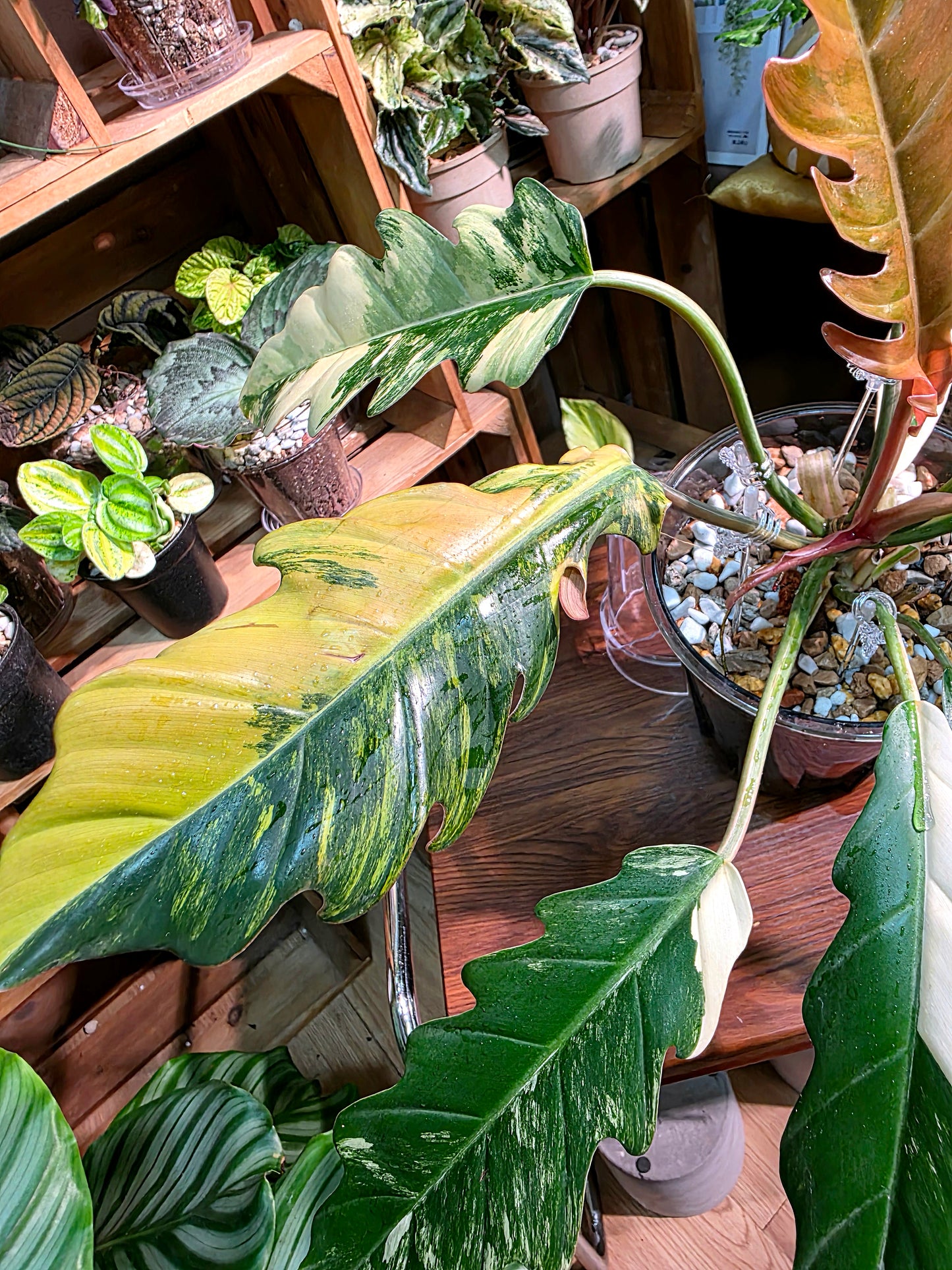 Philodendron caramel marble variegated 焦糖大理石蔓綠絨