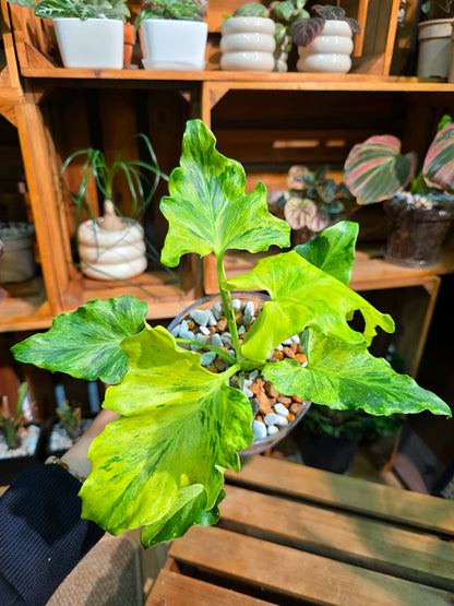 Philodendron selloum variegated 斑葉春雨蔓綠絨