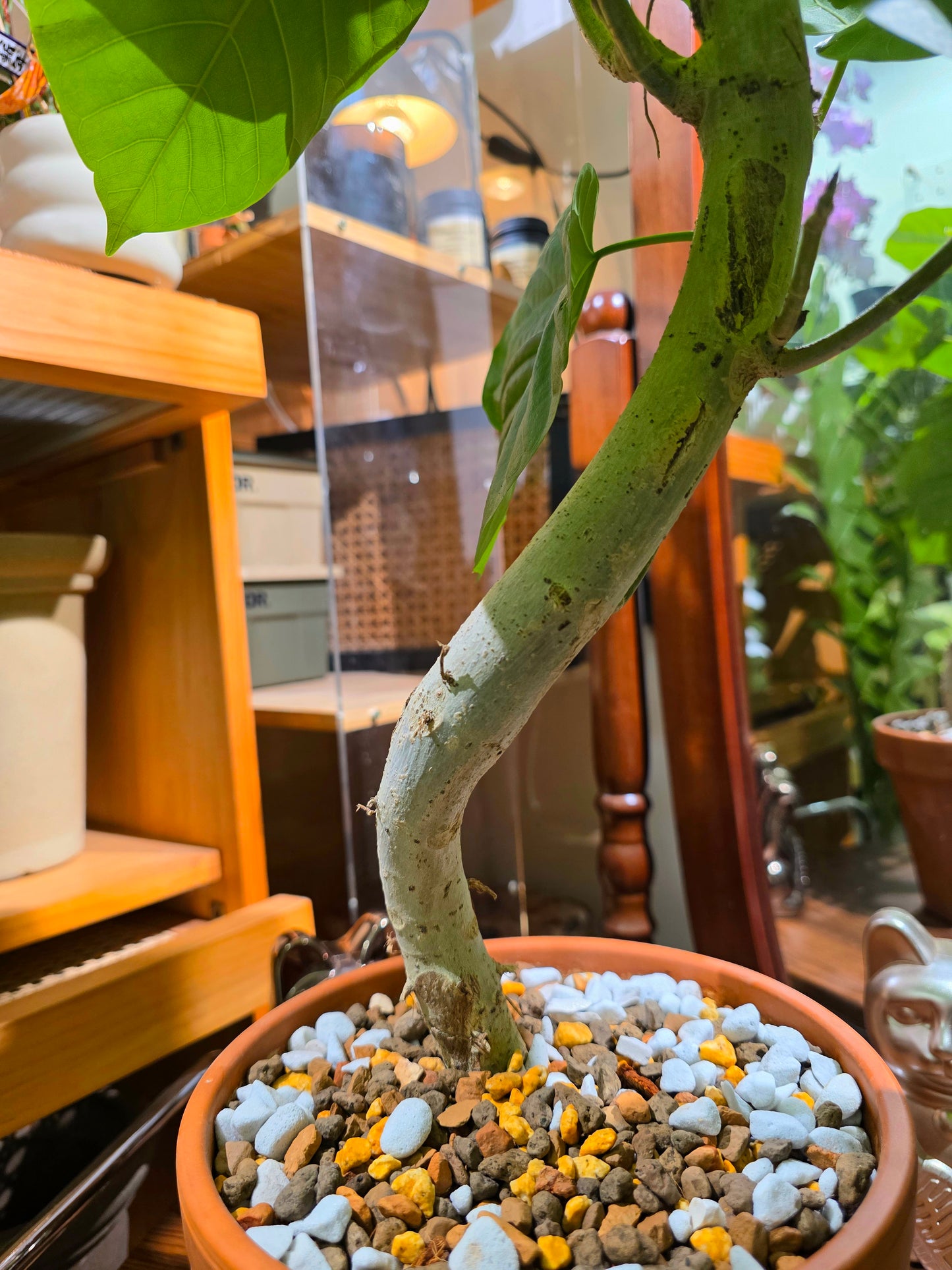 Ficus umbellata