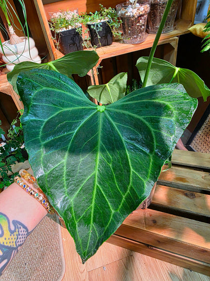 Anthurium Delta Force
