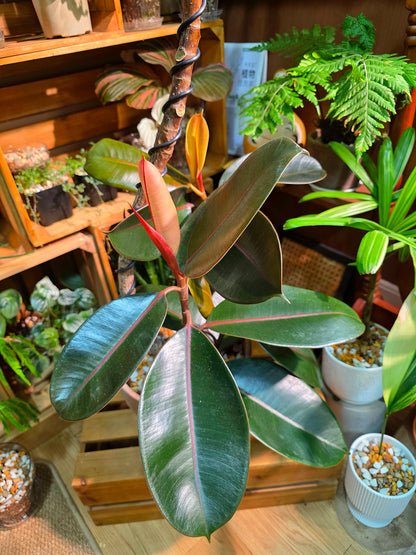 Ficus elastica robusta 黑金剛橡皮樹