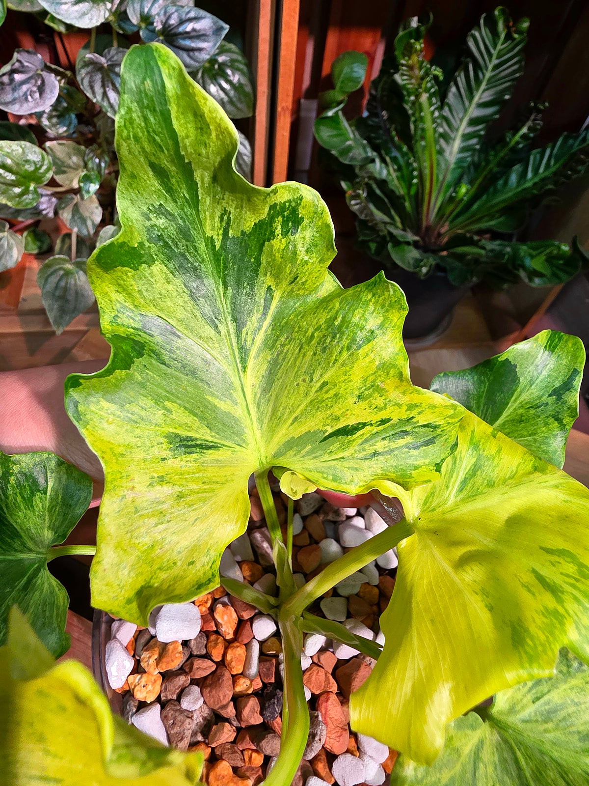 Philodendron selloum variegated 斑葉春雨蔓綠絨