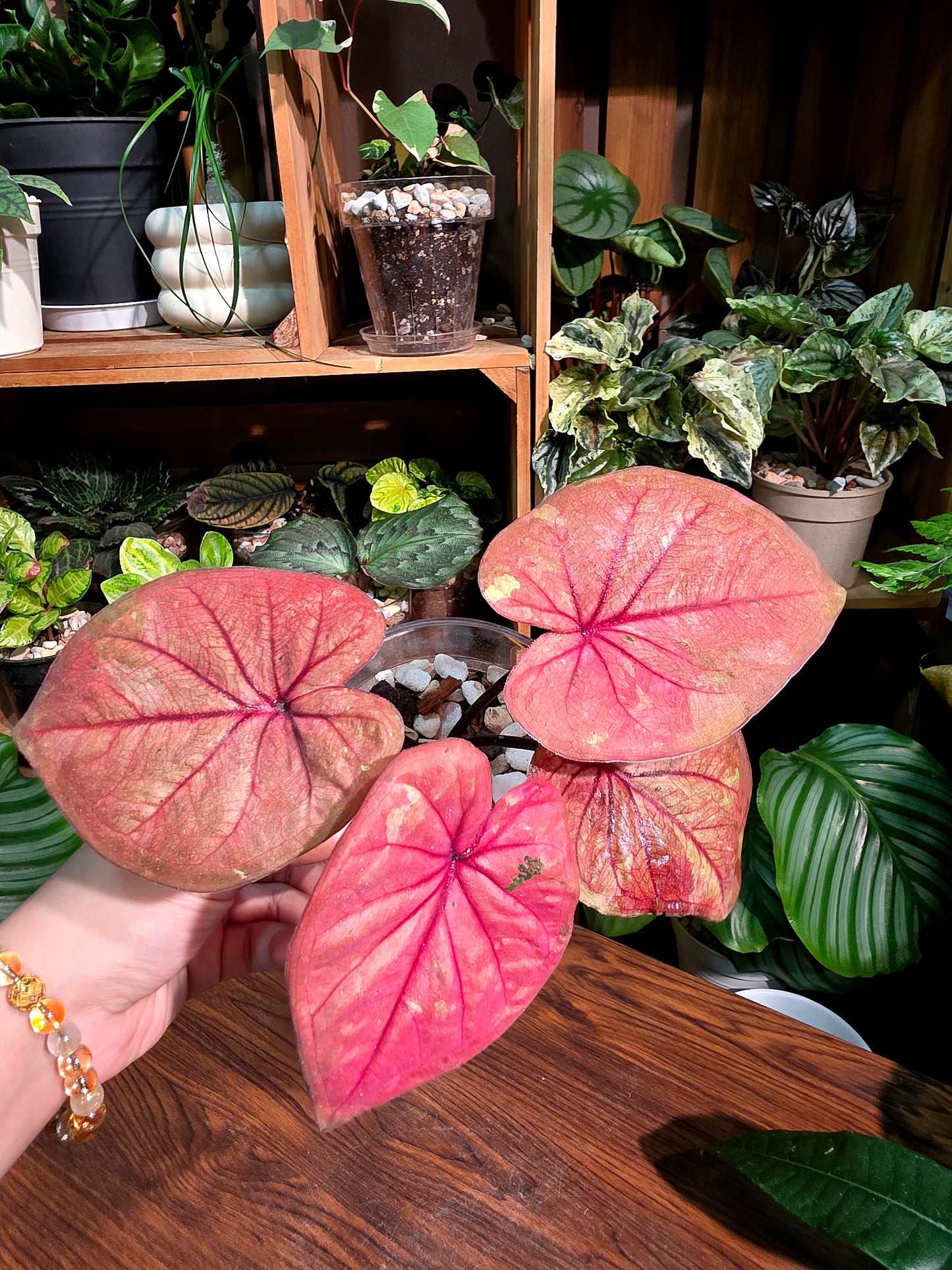 Caladium sp 櫻桃小丸子彩葉芋