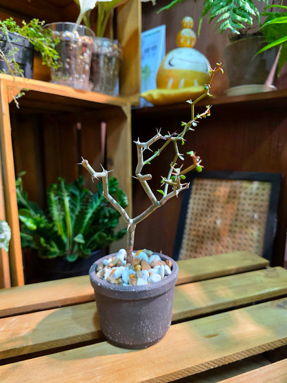 Decarya madagascariensis 彎彎曲曲樹