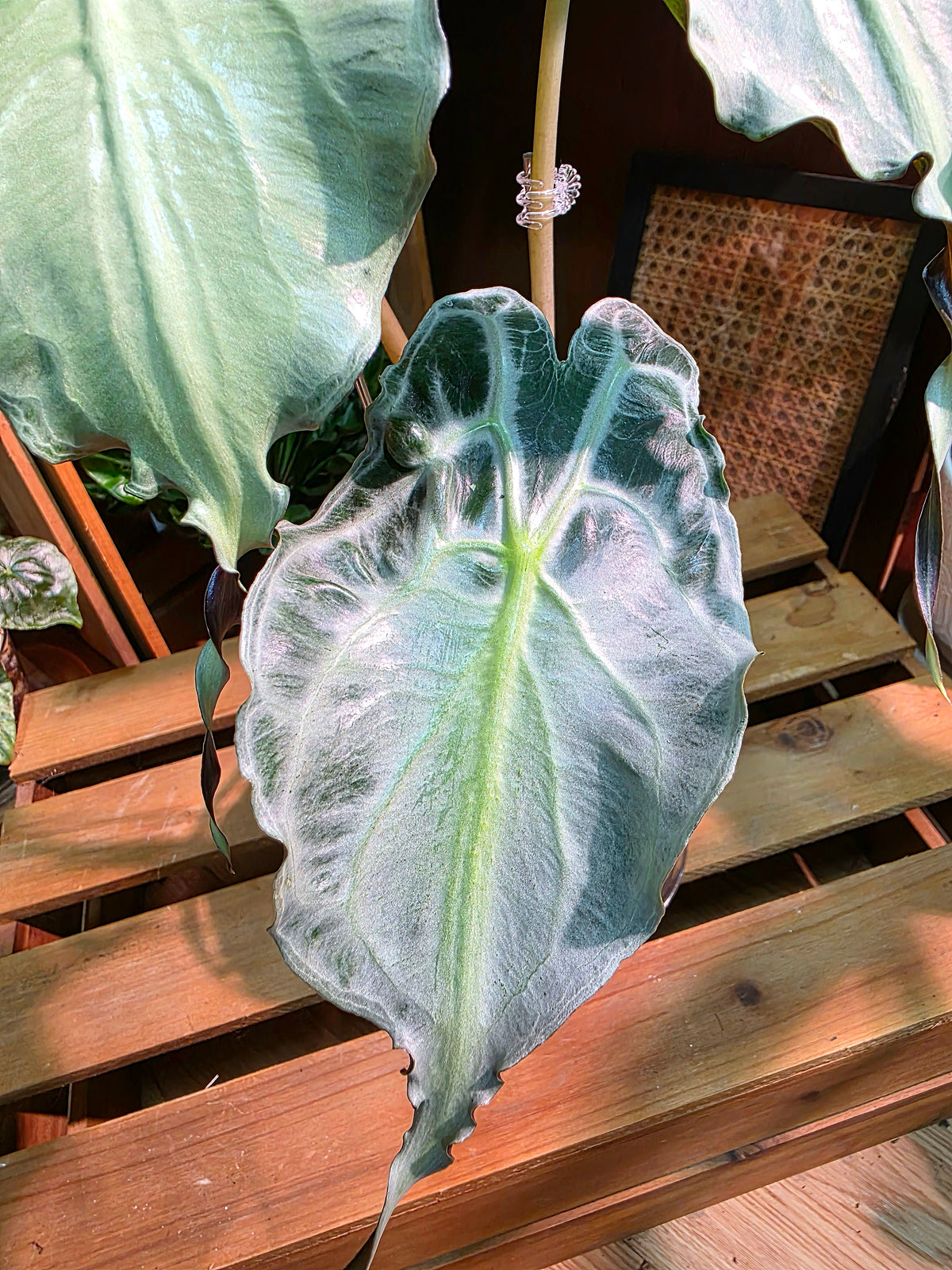 Alocasia venom 毒液海芋