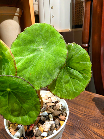 Begonia Scapigera 褐邊盾葉秋海棠