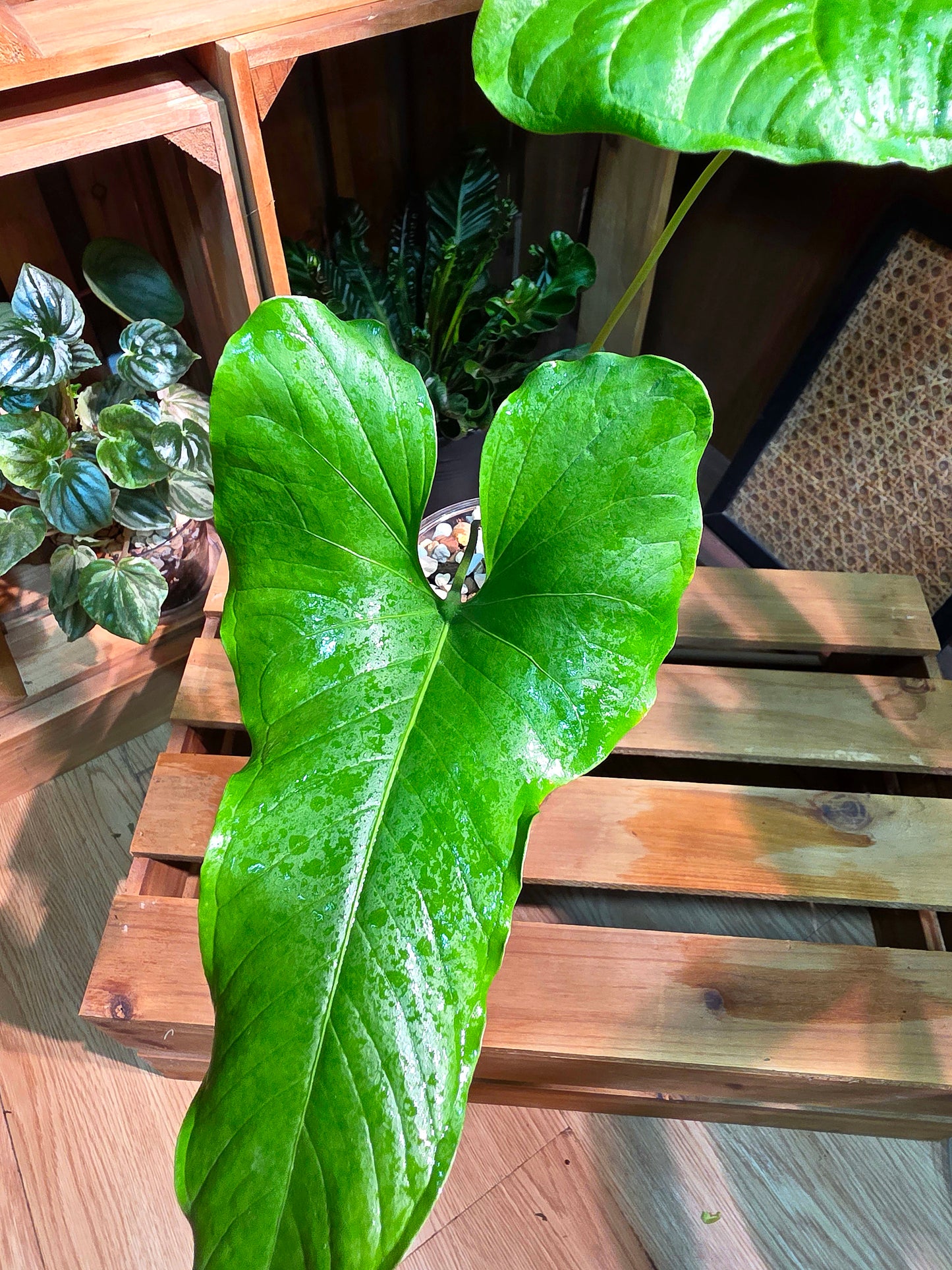 Anthurium draconopterum 龍形花燭