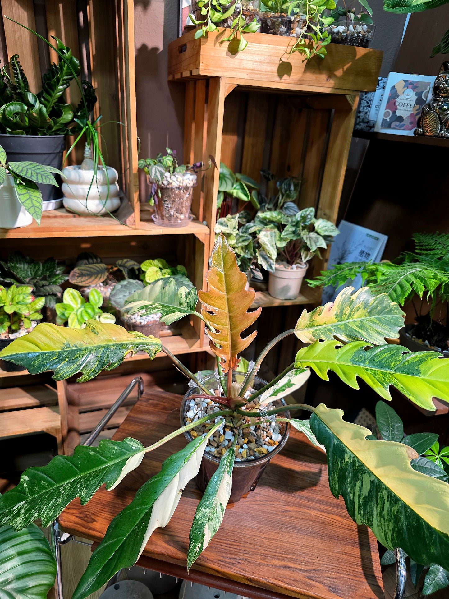 Philodendron caramel marble variegated 焦糖大理石蔓綠絨